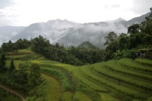 Mejor época para viajar a Vietnam: arrozales en terrazas de Sapa