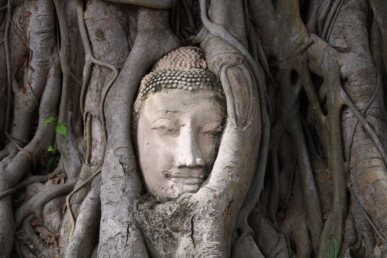 Cabeza de Buda entre raíces de árbol en Wat Mahathat, Ayutthaya